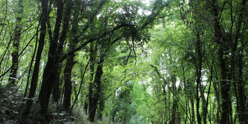 il bosco preistorico